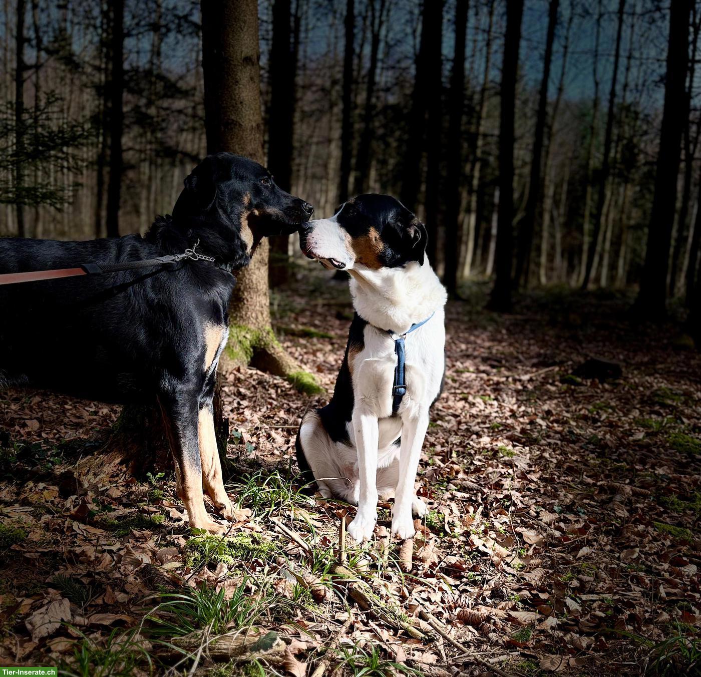 Hunde Aylia & Ares suchen gemeinsames liebevolles Zuhause