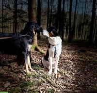 Hunde Aylia & Ares suchen gemeinsames liebevolles Zuhause