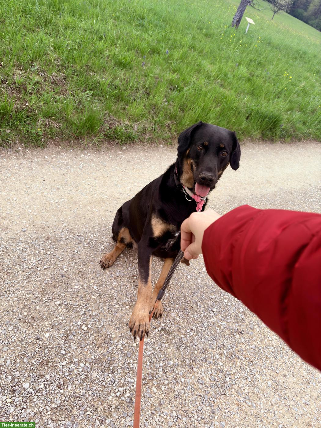 Bild 10: Hunde Aylia & Ares suchen gemeinsames liebevolles Zuhause