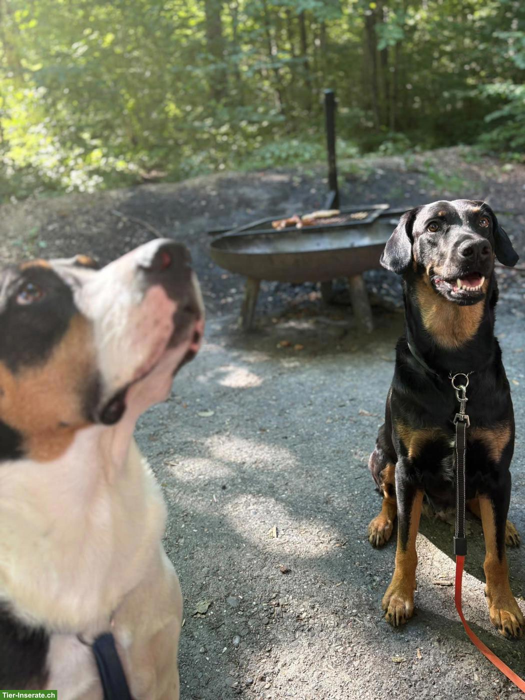 Bild 2: Hunde Aylia & Ares suchen gemeinsames liebevolles Zuhause