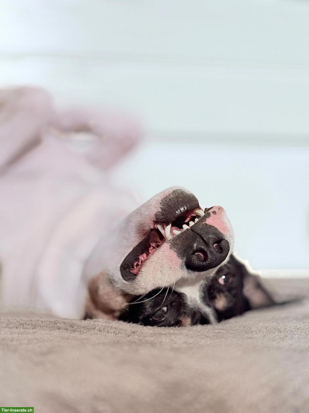 Bild 5: Hunde Aylia & Ares suchen gemeinsames liebevolles Zuhause