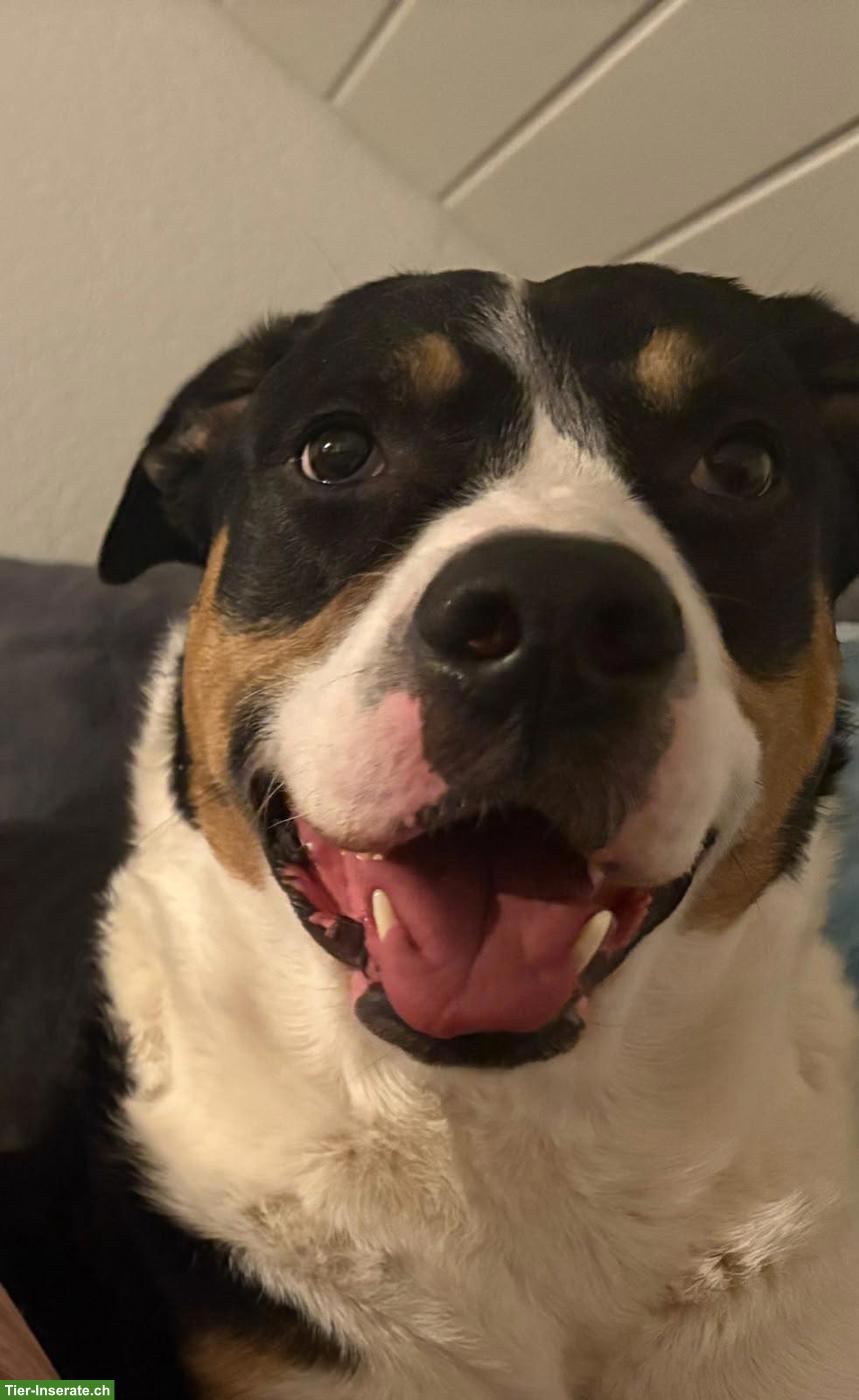 Bild 6: Hunde Aylia & Ares suchen gemeinsames liebevolles Zuhause