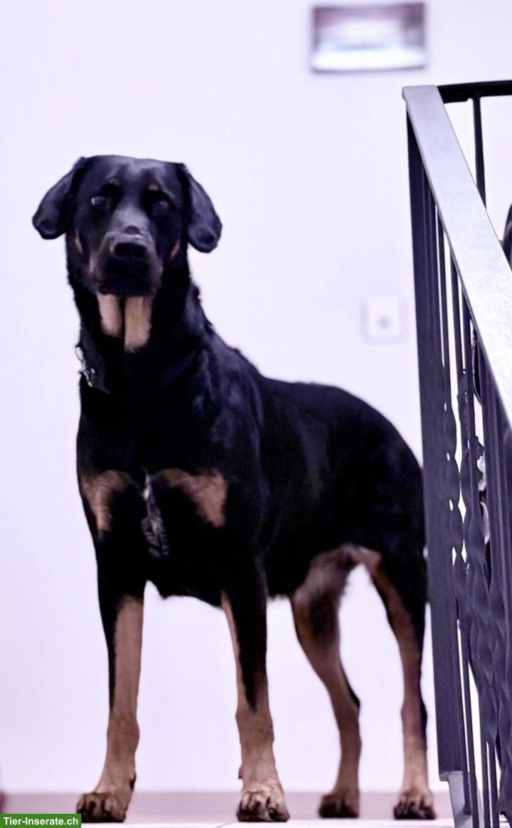 Bild 7: Hunde Aylia & Ares suchen gemeinsames liebevolles Zuhause