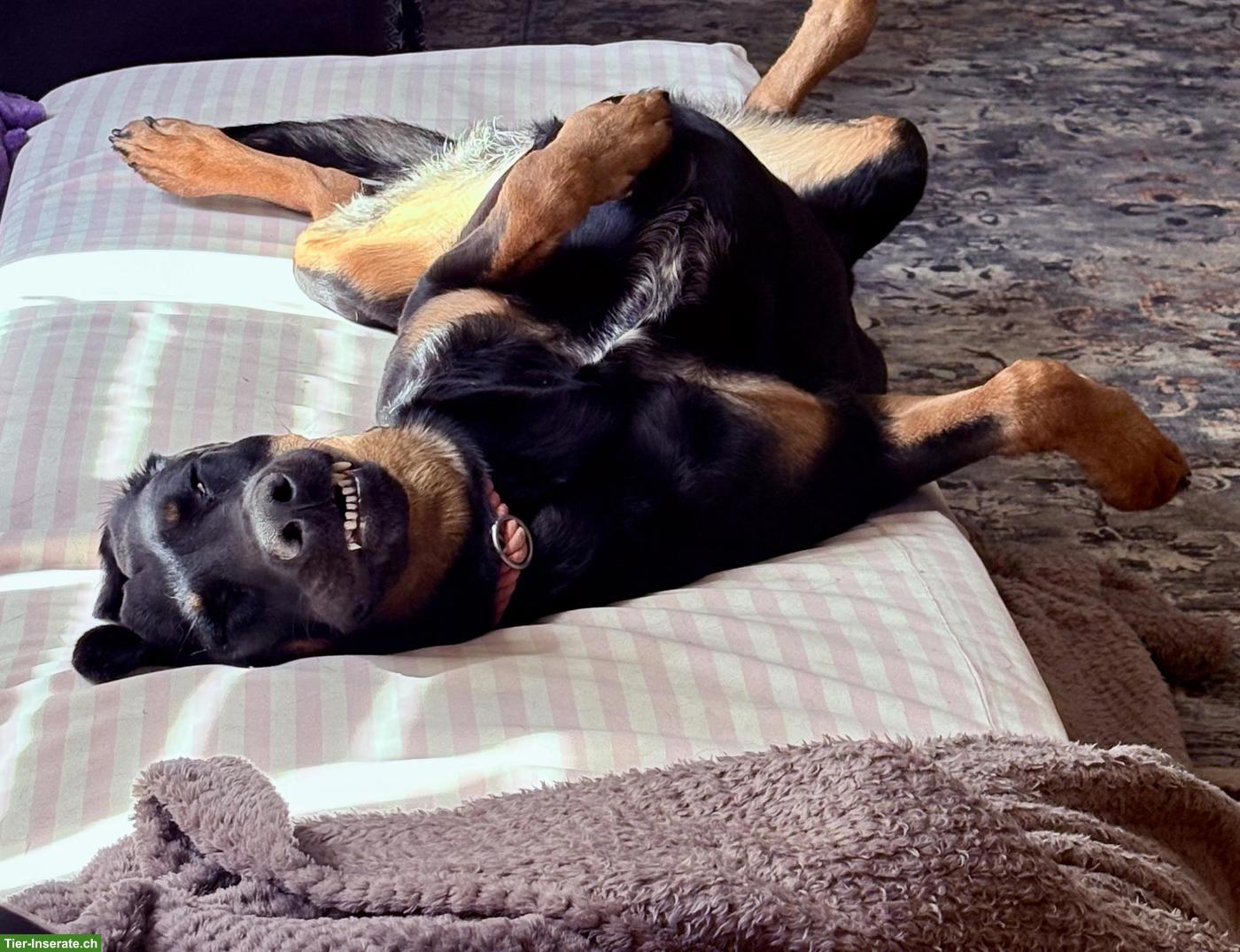 Bild 9: Hunde Aylia & Ares suchen gemeinsames liebevolles Zuhause