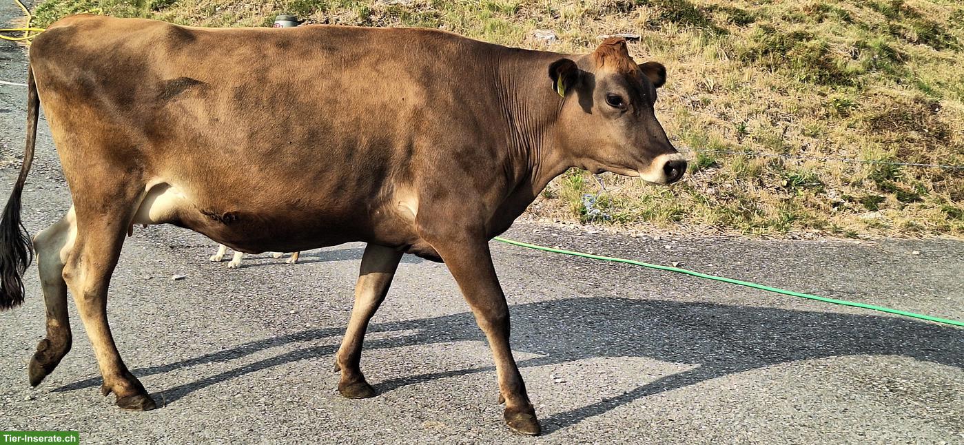 Bio Jersey Rind, tragend