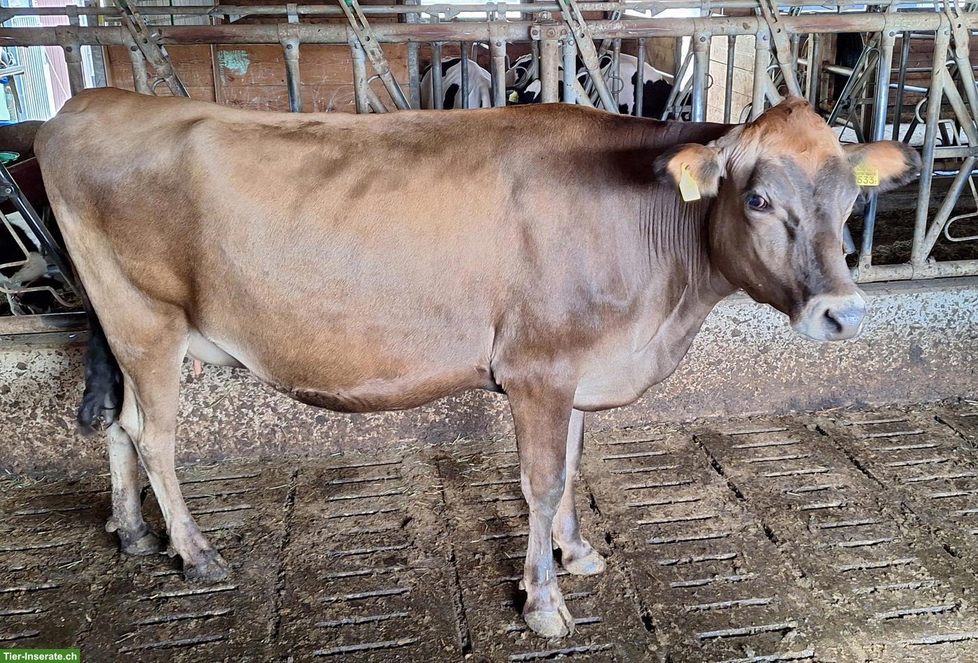 Bild 2: Bio Jersey Rind, tragend