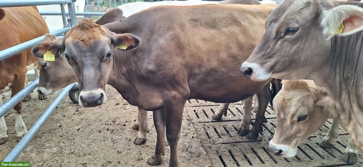 Bild 3: Bio Jersey Rind, tragend