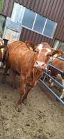F1-Limousin Rind, tragend, bio