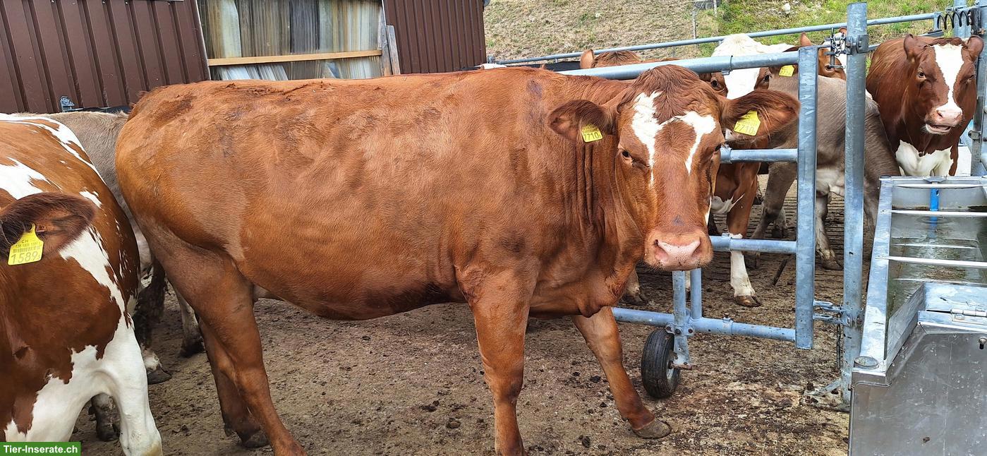 Bild 2: F1-Limousin Rind, tragend, bio