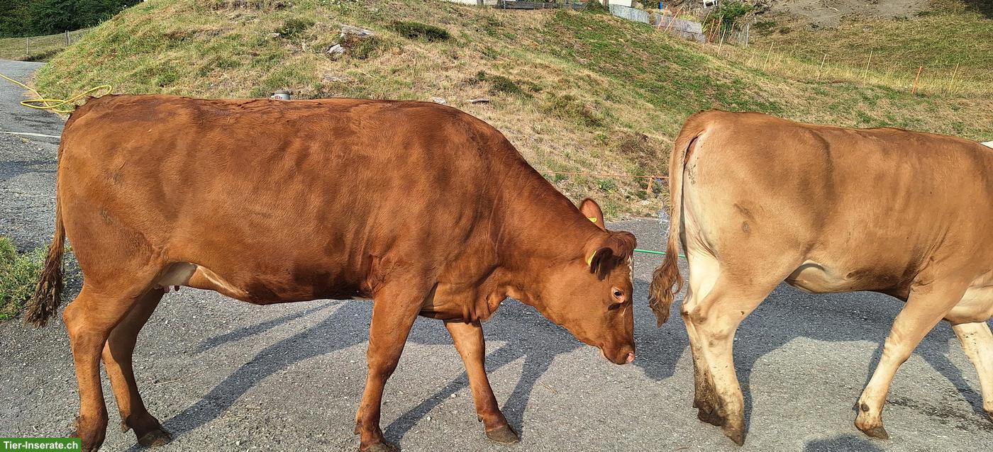 Bild 3: F1-Limousin Rind, tragend, bio