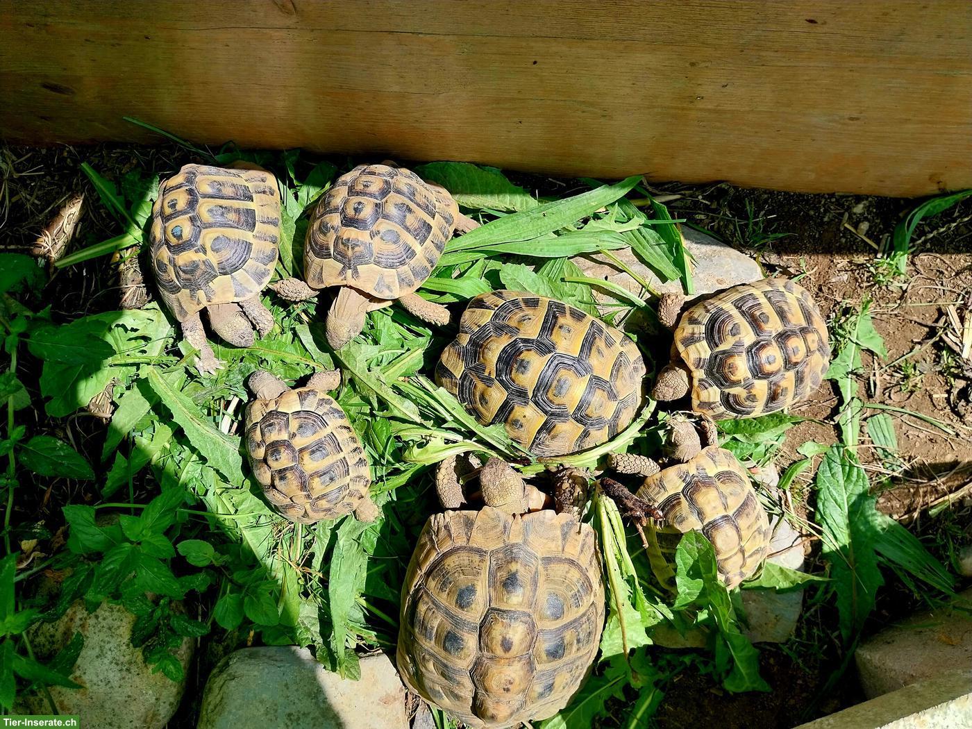 Griechische Landschildkröten abzugeben