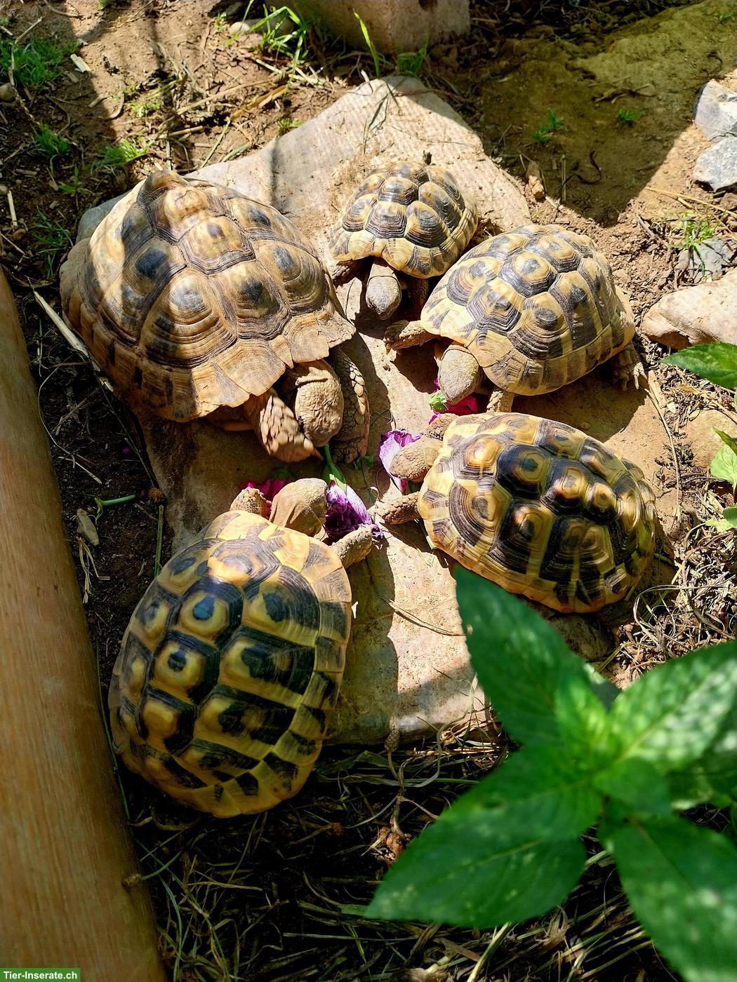 Bild 2: Griechische Landschildkröten abzugeben