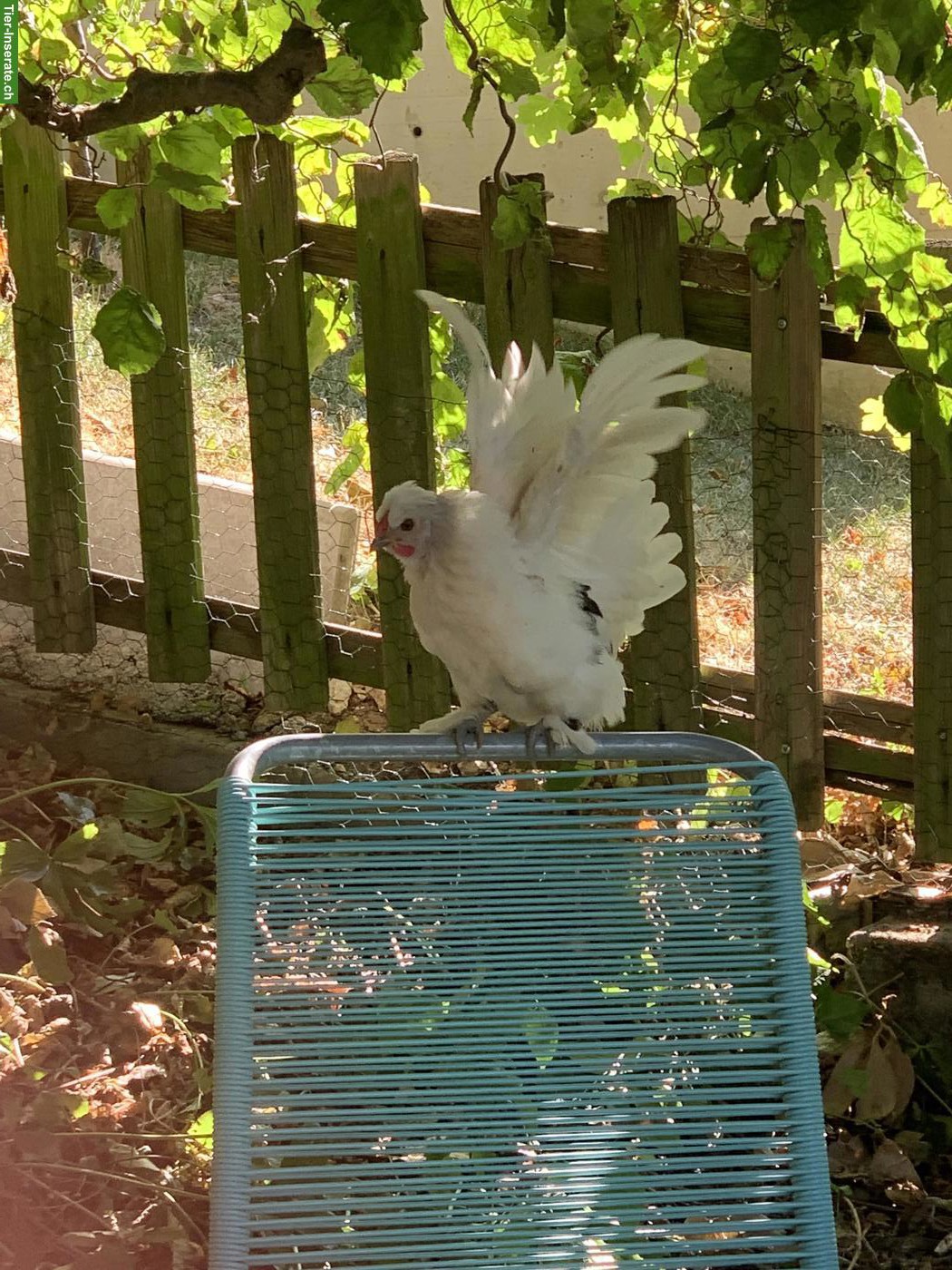 Bild 3: Junger Hahn in liebevolle Hände abzugeben