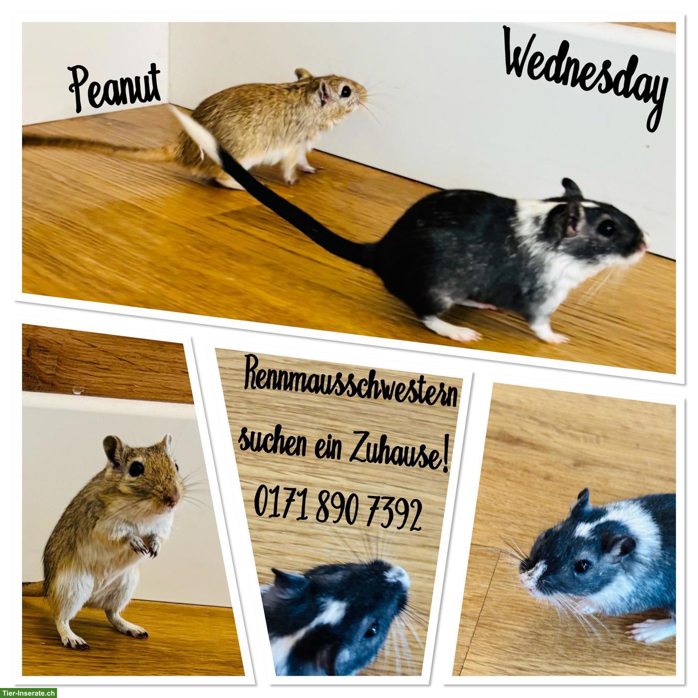 Mongolische Rennmaus Schwestern