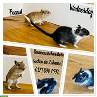 Mongolische Rennmaus Schwestern