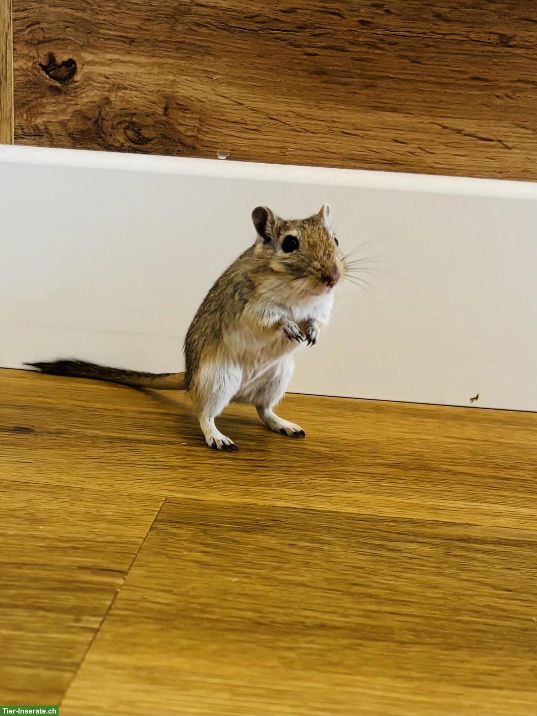 Bild 2: Mongolische Rennmaus Schwestern