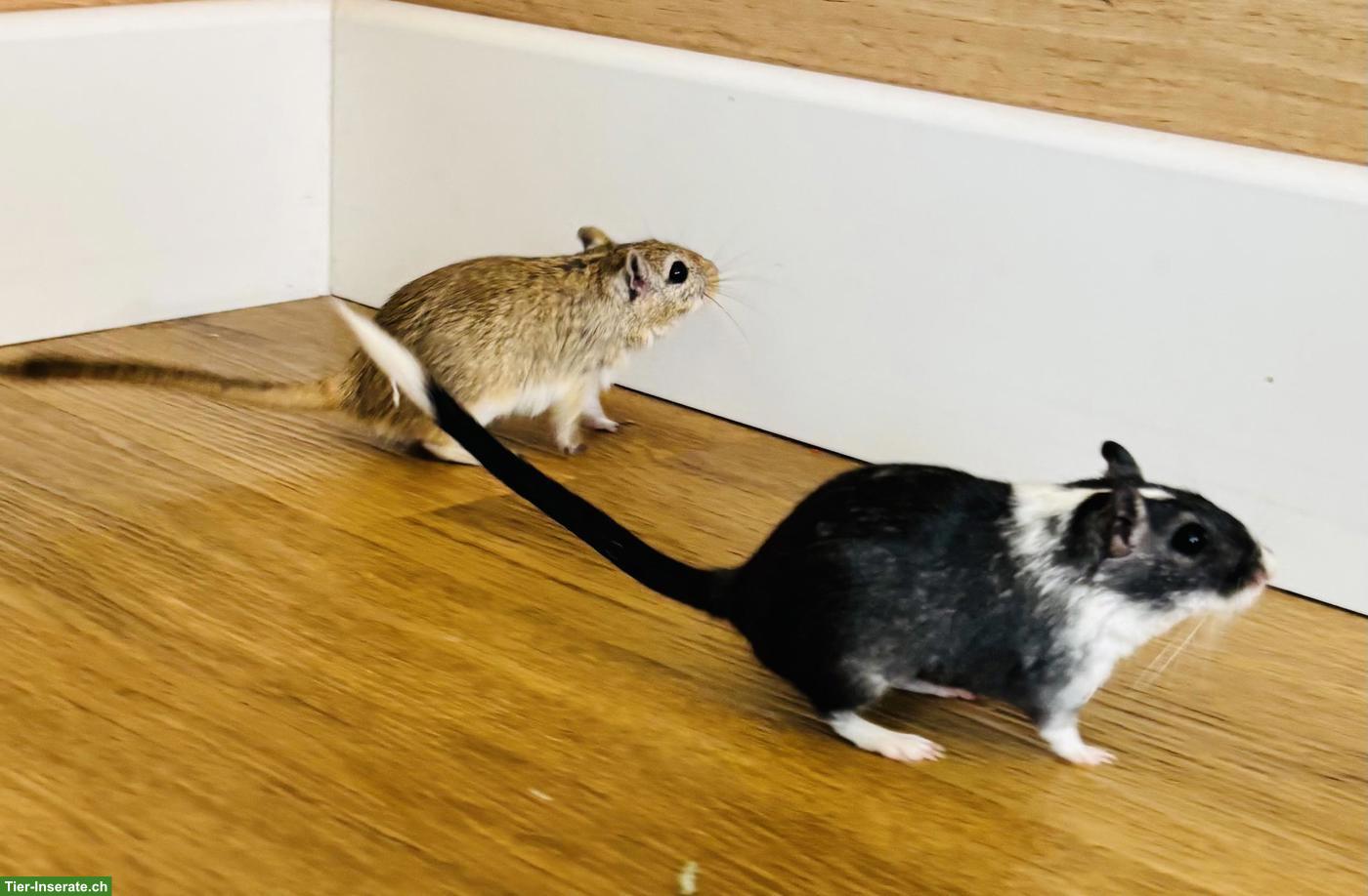 Bild 3: Mongolische Rennmaus Schwestern