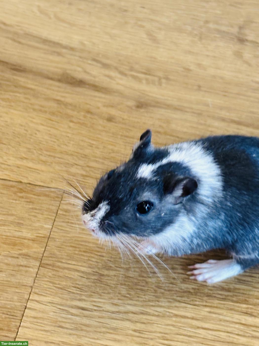 Bild 4: Mongolische Rennmaus Schwestern
