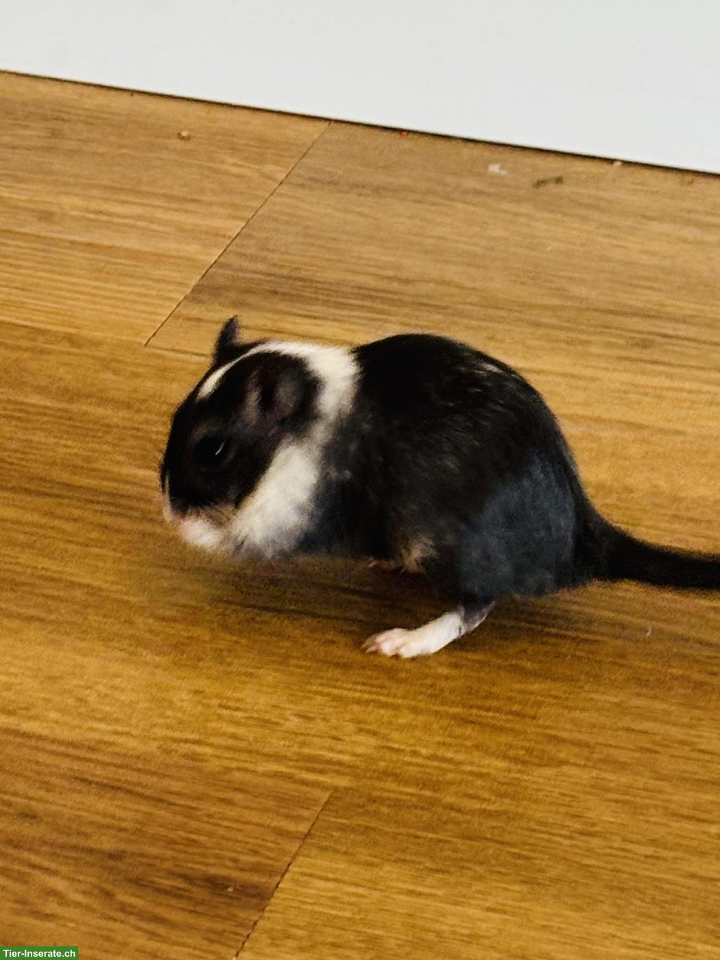 Bild 5: Mongolische Rennmaus Schwestern