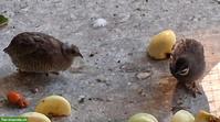 Zwergwachteln zu verkaufen