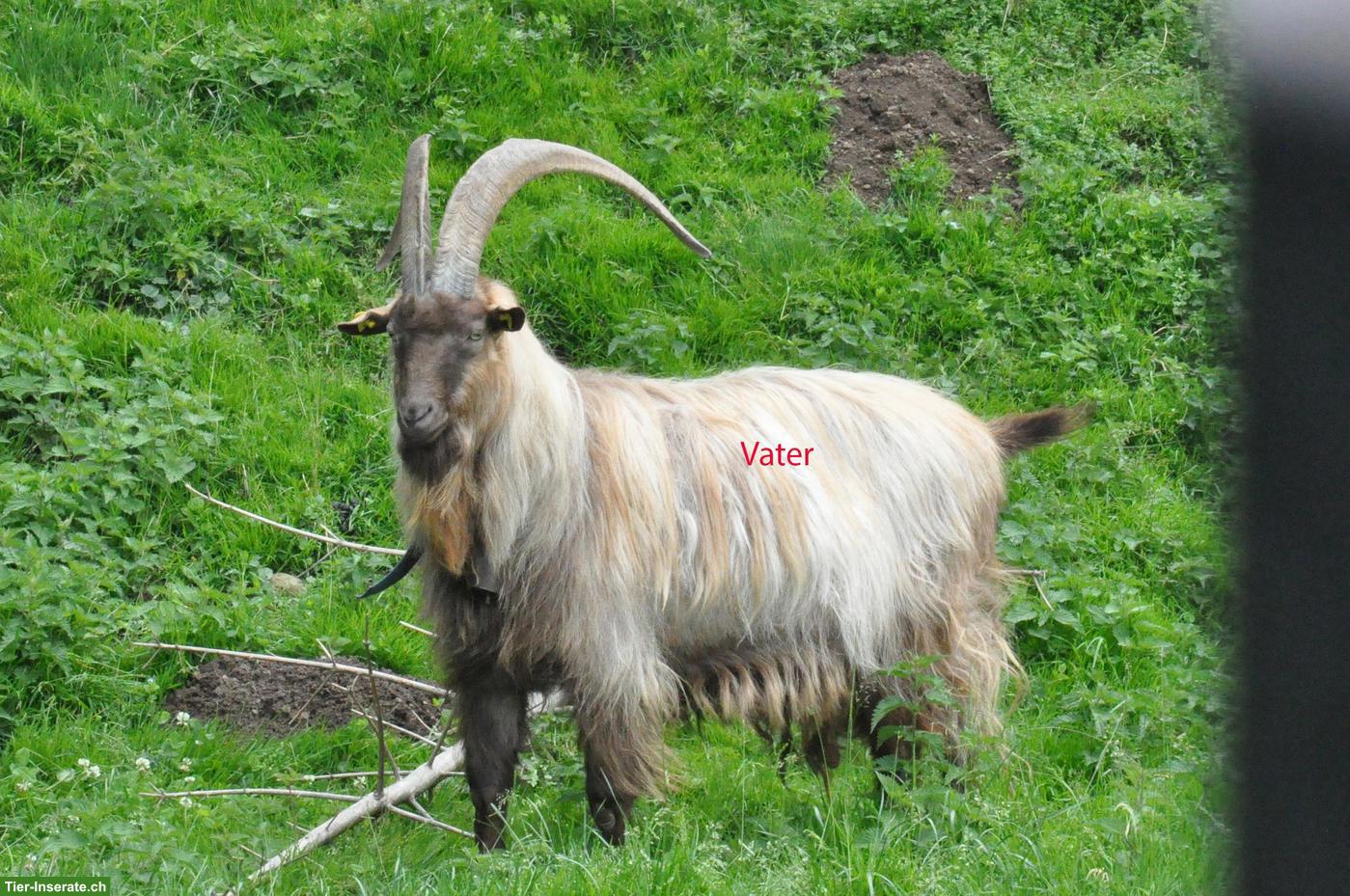 Bild 4: Schöner, grosser Stiefelgeiss-Gitzbock zu verkaufen