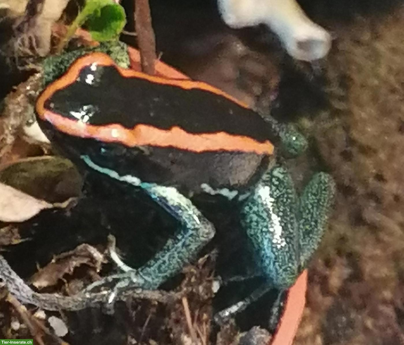 Gestreifte Blattsteiger (Phyllobates vittatus)