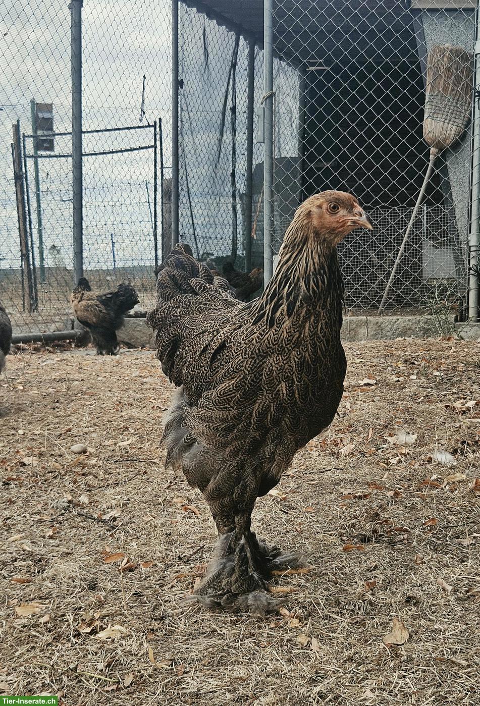 Junge Brahma Hennen suchen neues Zuhause
