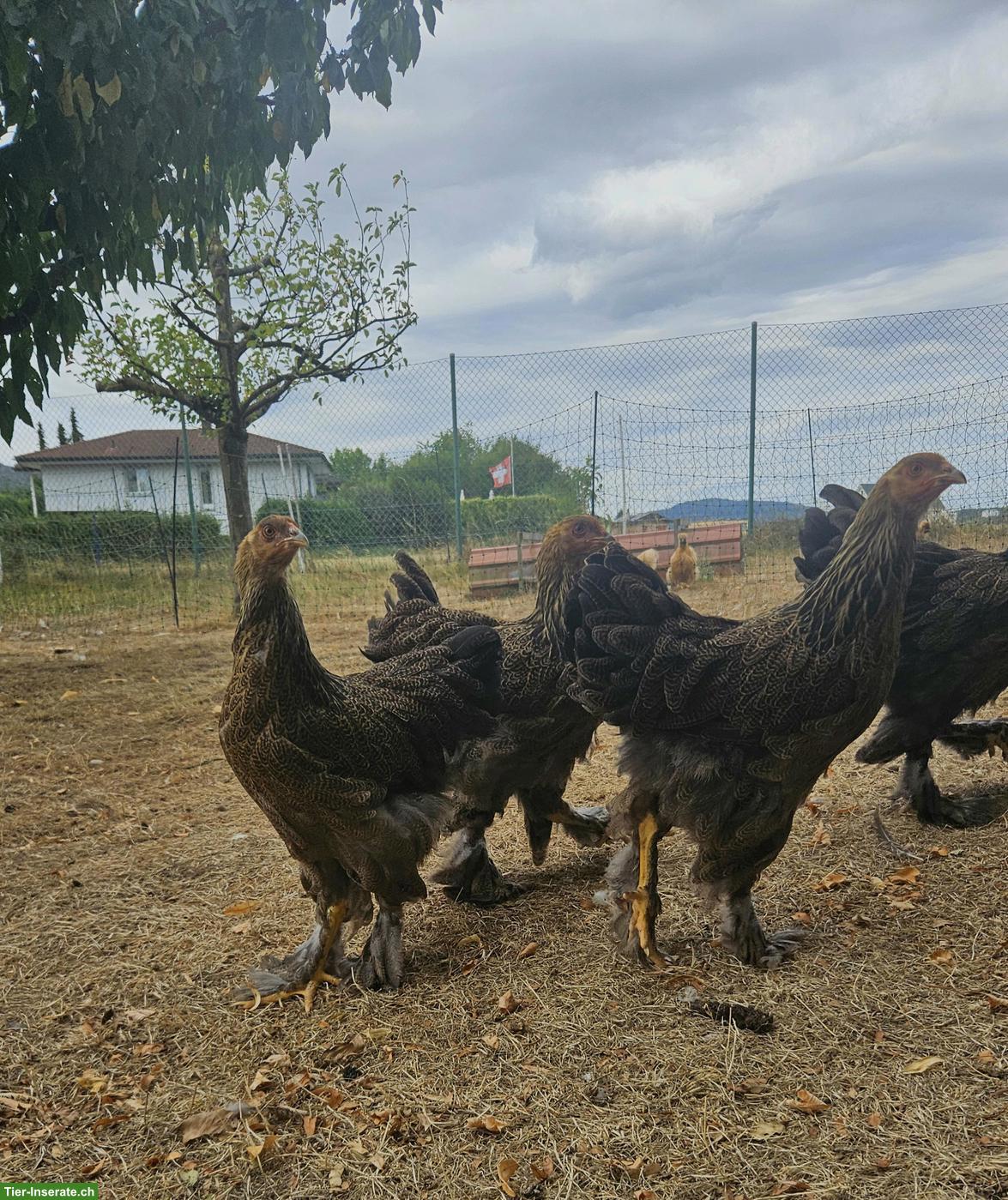 Bild 2: Junge Brahma Hennen suchen neues Zuhause