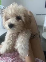 Maltipoo Welpe, Rüde