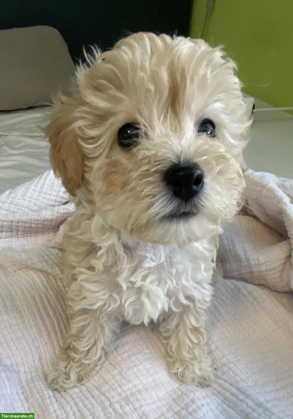 Bild 2: Maltipoo Welpe, Rüde