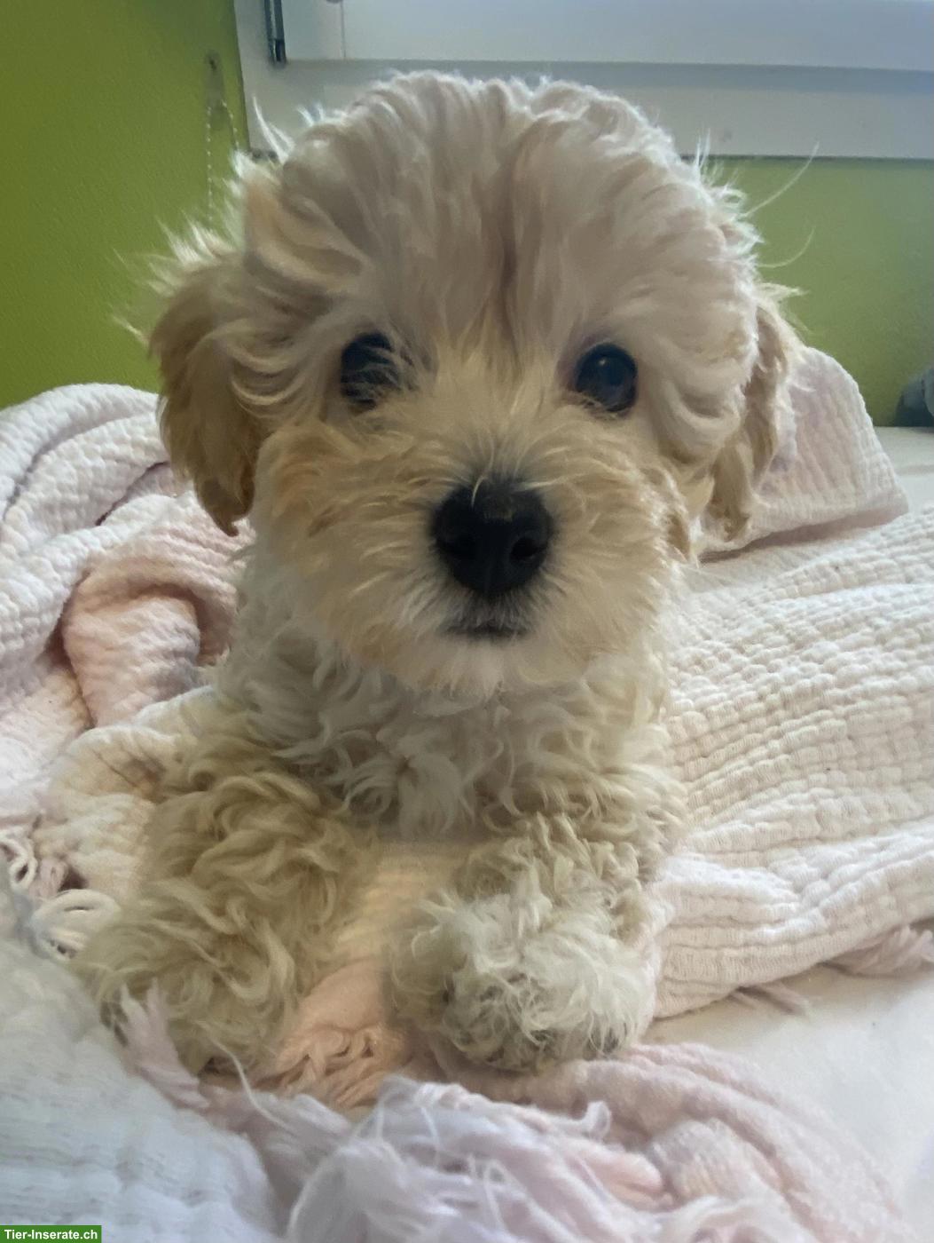 Bild 3: Maltipoo Welpe, Rüde