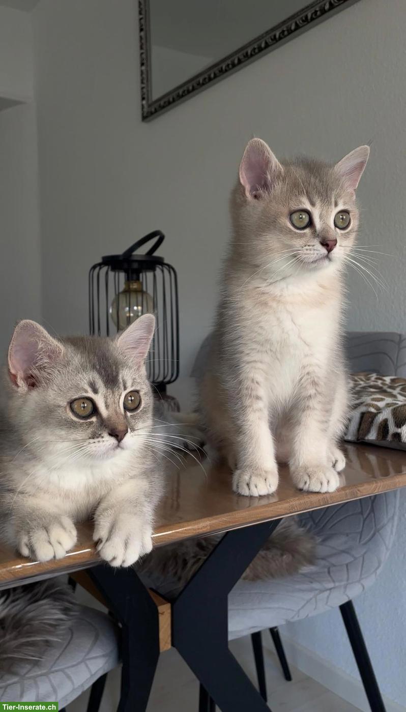 2 wunderschöne BKH Kitten Geschwister suchen ihr liebes Zuhause 🐾