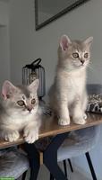 2 wunderschöne BKH Kitten Geschwister suchen ihr liebes Zuhause 🐾