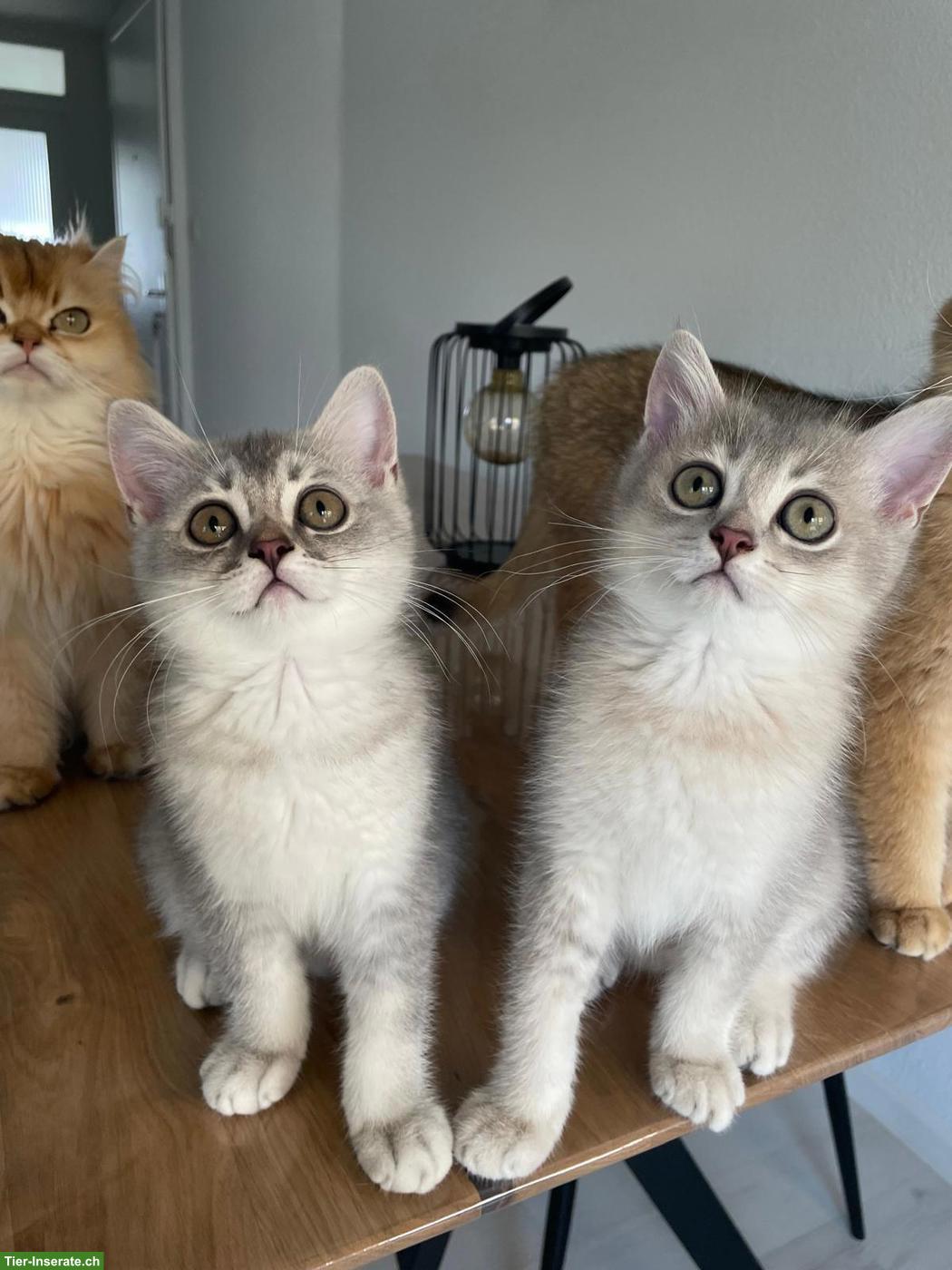 Bild 2: 2 wunderschöne BKH Kitten Geschwister suchen ihr liebes Zuhause 🐾
