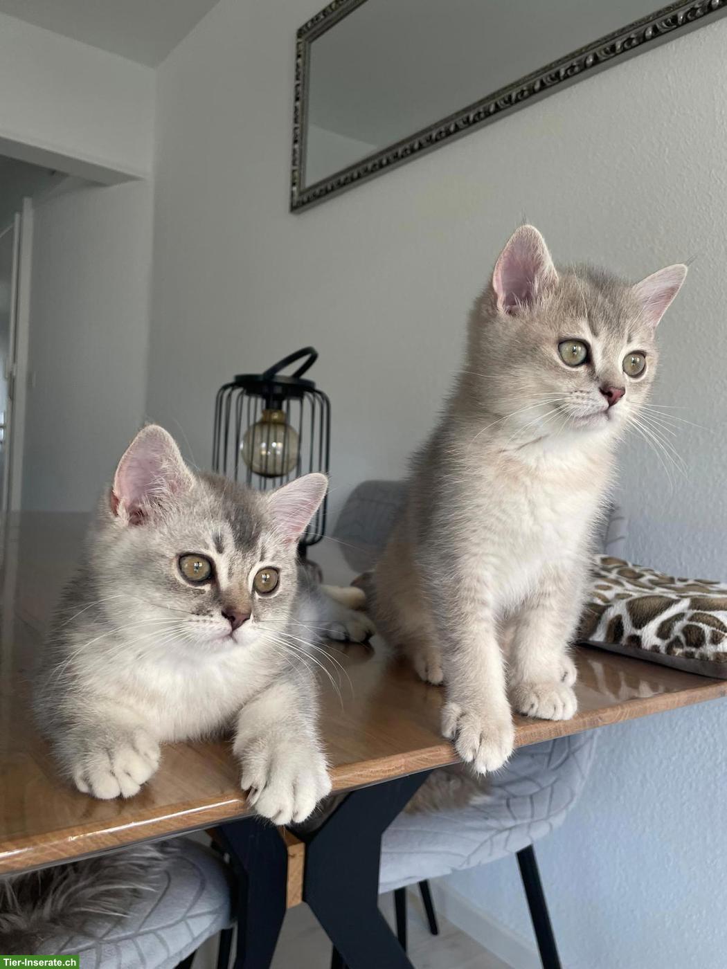 Bild 3: 2 wunderschöne BKH Kitten Geschwister suchen ihr liebes Zuhause 🐾