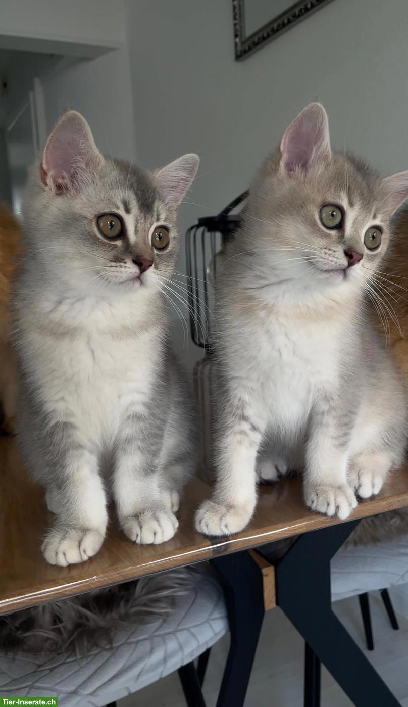 Bild 4: 2 wunderschöne BKH Kitten Geschwister suchen ihr liebes Zuhause 🐾