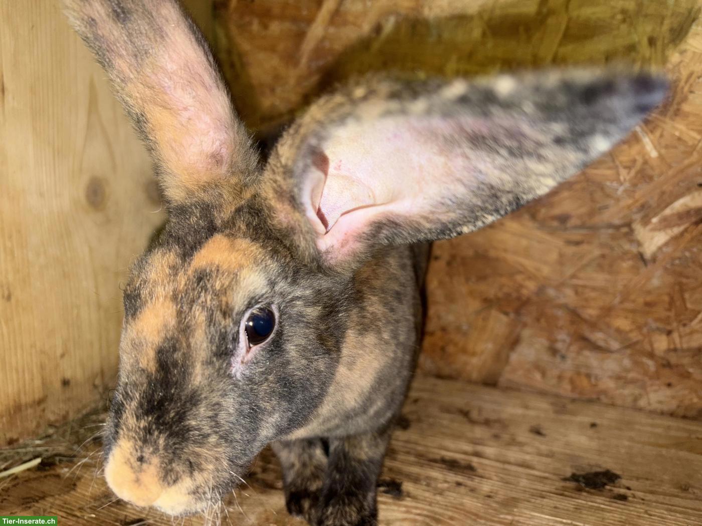 Bild 3: Rex Kaninchen Jungtiere aus eigener Zucht