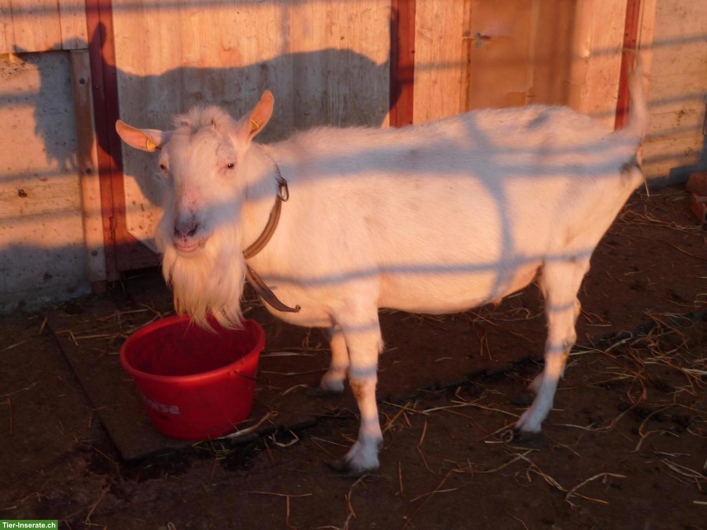 Bild 2: Saanenziegen Bock mit Abstammung