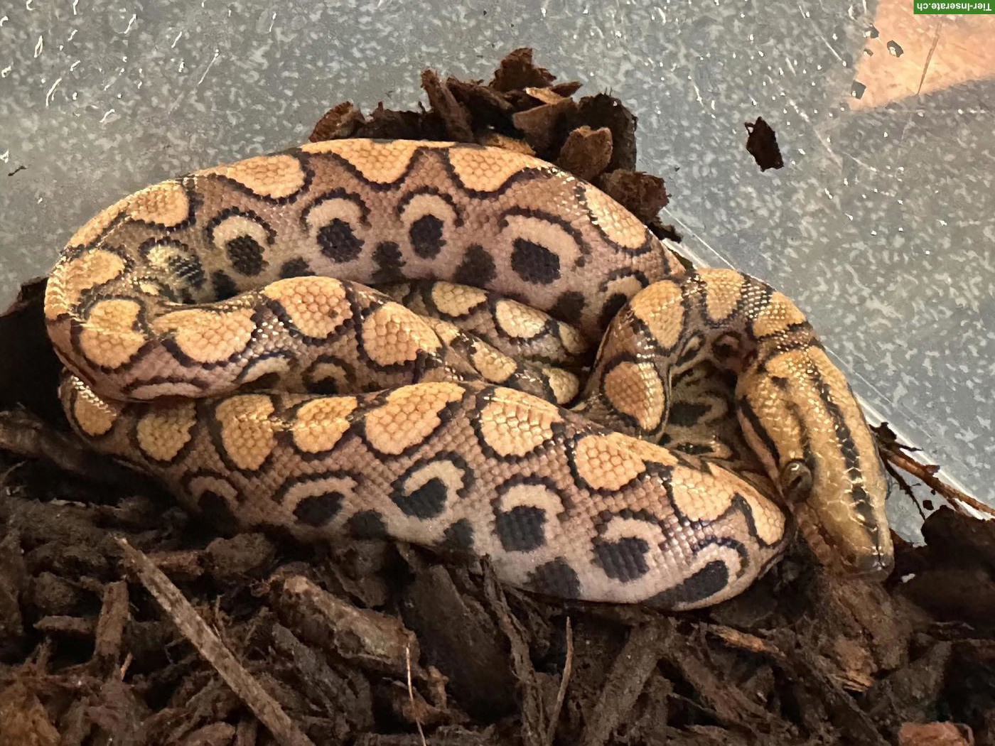 Regenbogenboa Babys abzugeben