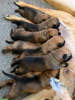 Malinois Welpen zu verkaufen