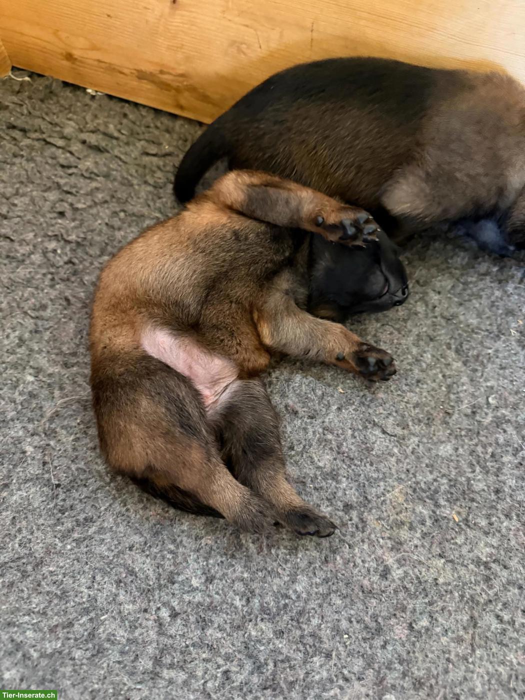 Bild 2: Malinois Welpen zu verkaufen