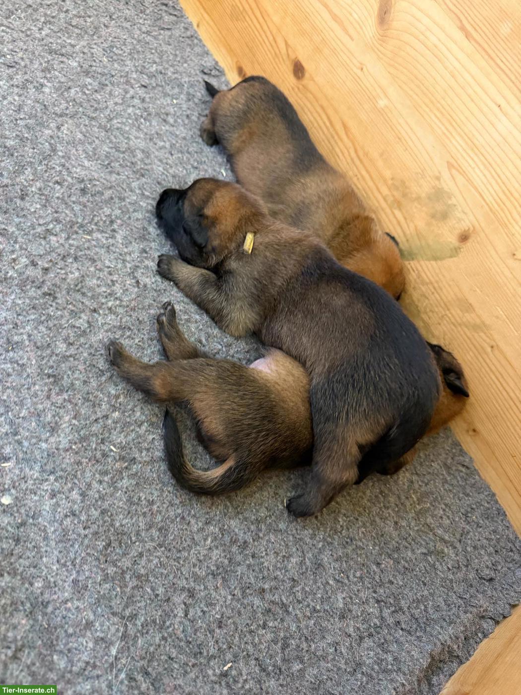 Bild 3: Malinois Welpen zu verkaufen
