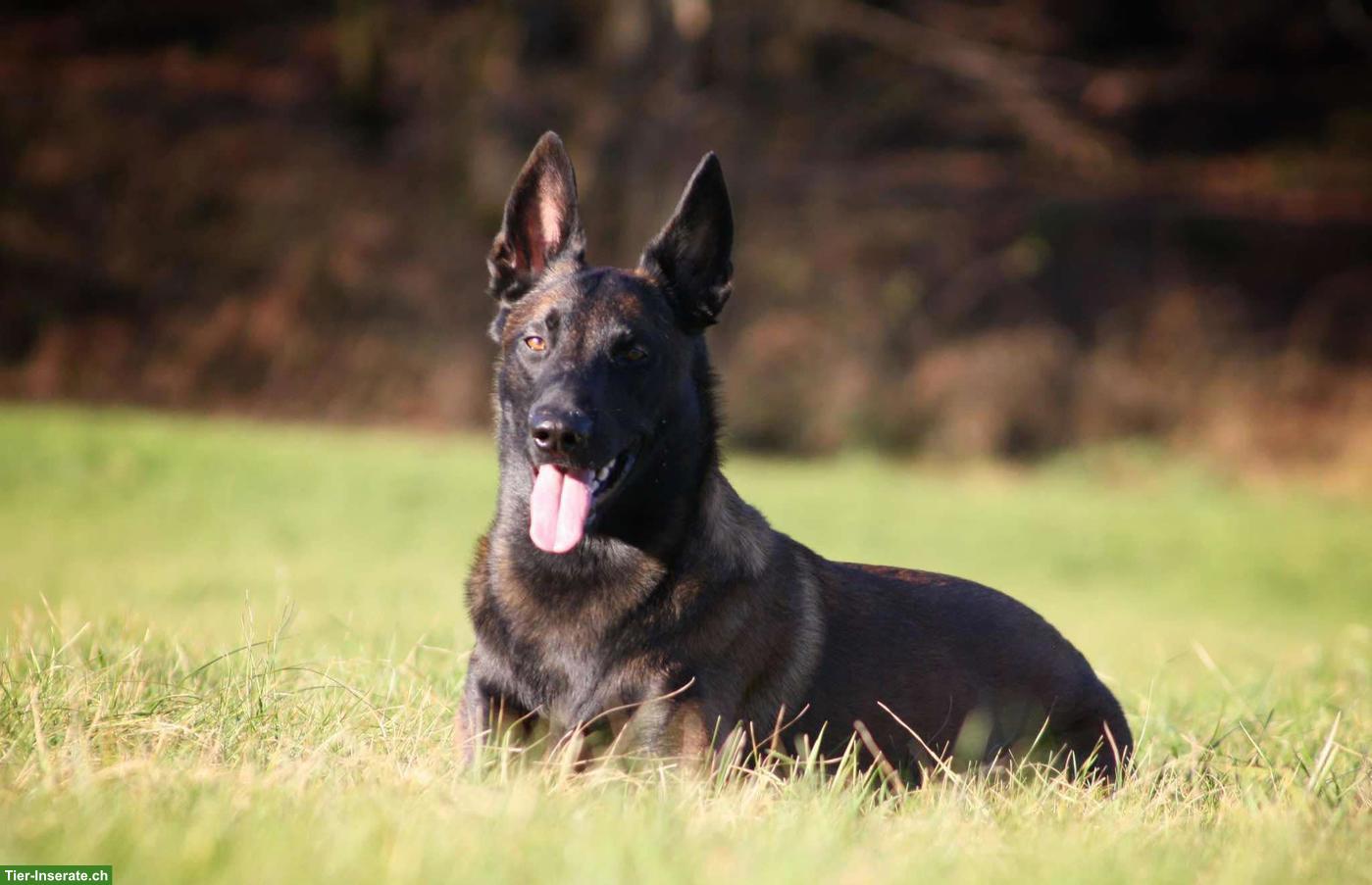 Bild 4: Malinois Welpen zu verkaufen