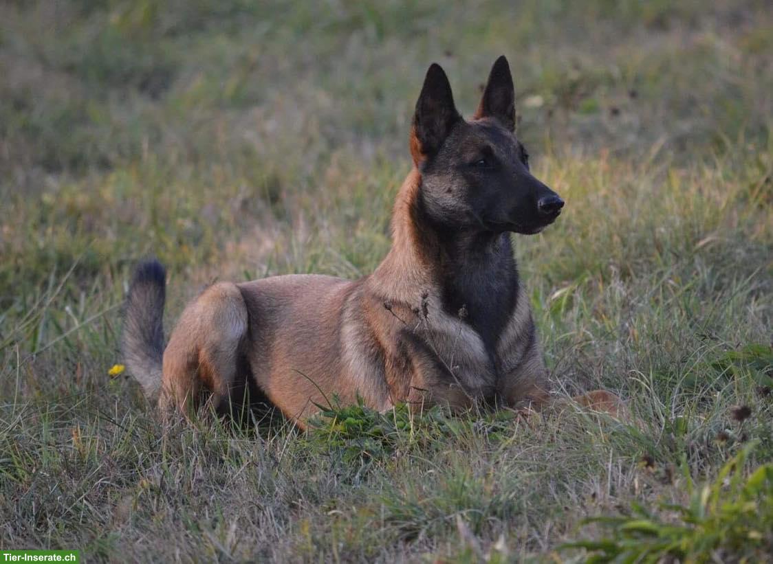 Bild 5: Malinois Welpen zu verkaufen