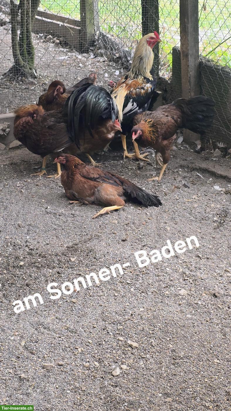 Bild 2: Satsumadori Japanische Kampfhühner