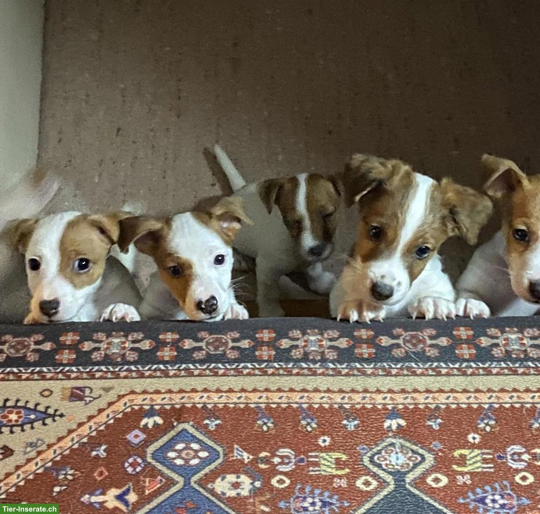Liebevoll aufgezogene Jack Russell Welpen suchen ein Zuhause
