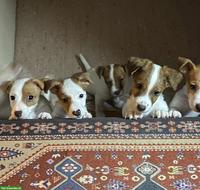 Liebevoll aufgezogene Jack Russell Welpen suchen ein Zuhause