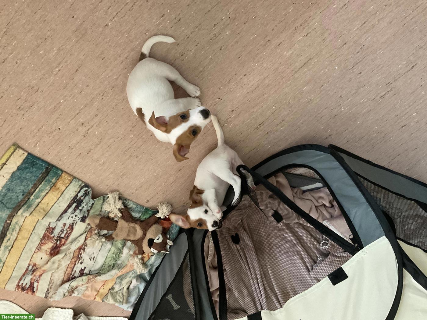 Bild 10: Liebevoll aufgezogene Jack Russell Welpen suchen ein Zuhause
