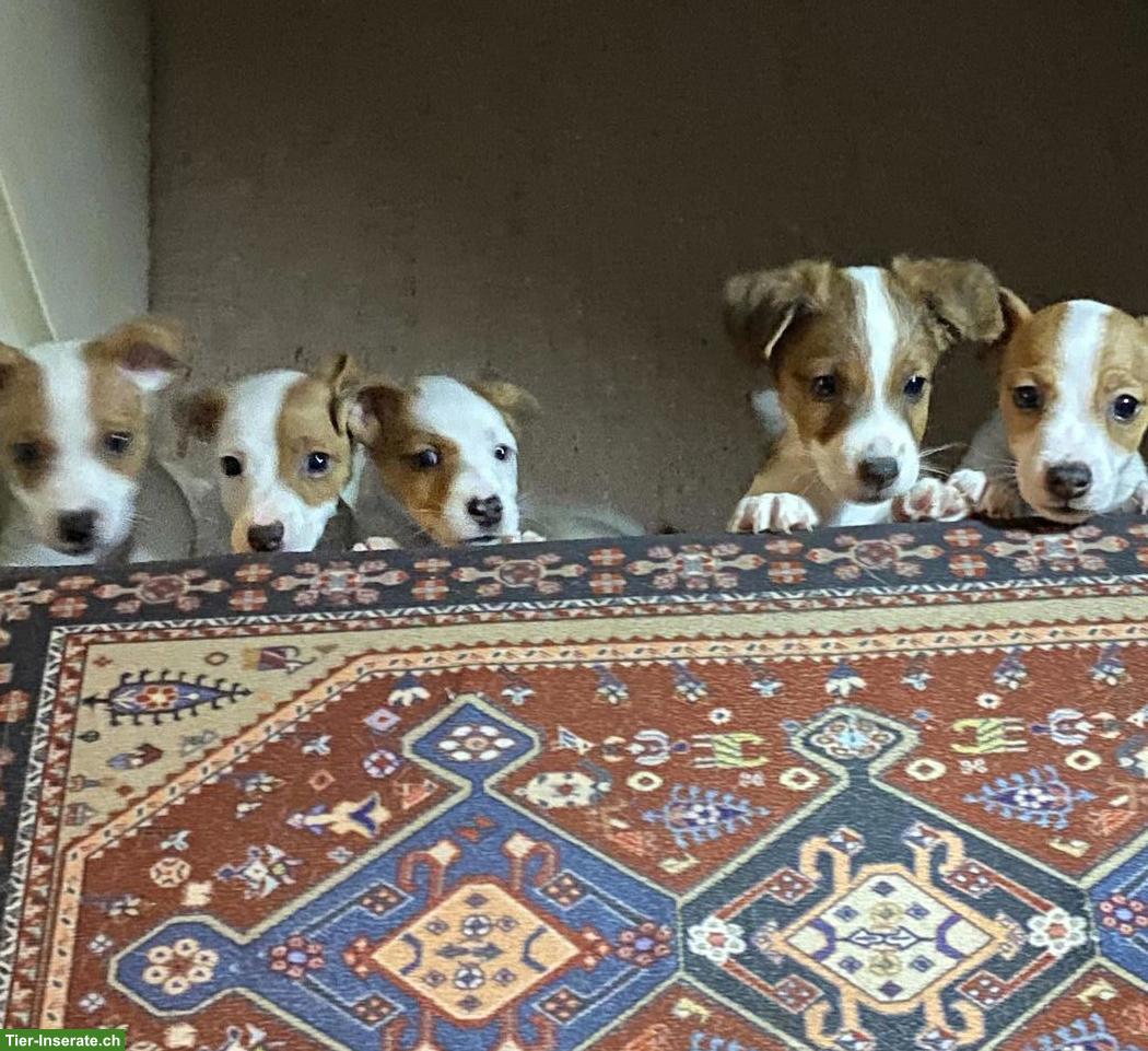 Bild 2: Liebevoll aufgezogene Jack Russell Welpen suchen ein Zuhause