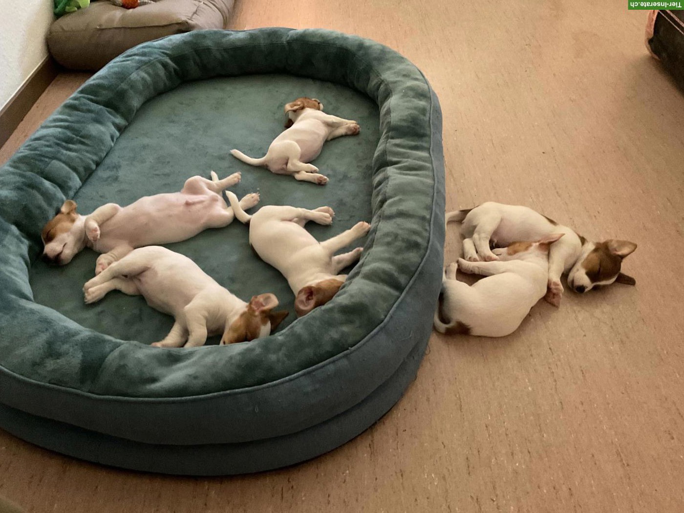 Bild 3: Liebevoll aufgezogene Jack Russell Welpen suchen ein Zuhause